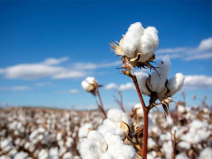 Cotton: Ogou and Anié farmers aim to cultivate 6,000 ha in the 2023-2024 campaign