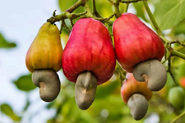 Togo: New Cashew Marketing Campaign On, Prices Up