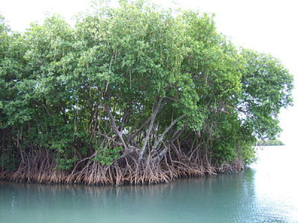 Through a XOF6bn project, mangrove ecosystems will be reinforced in seven West African countries, Togo included