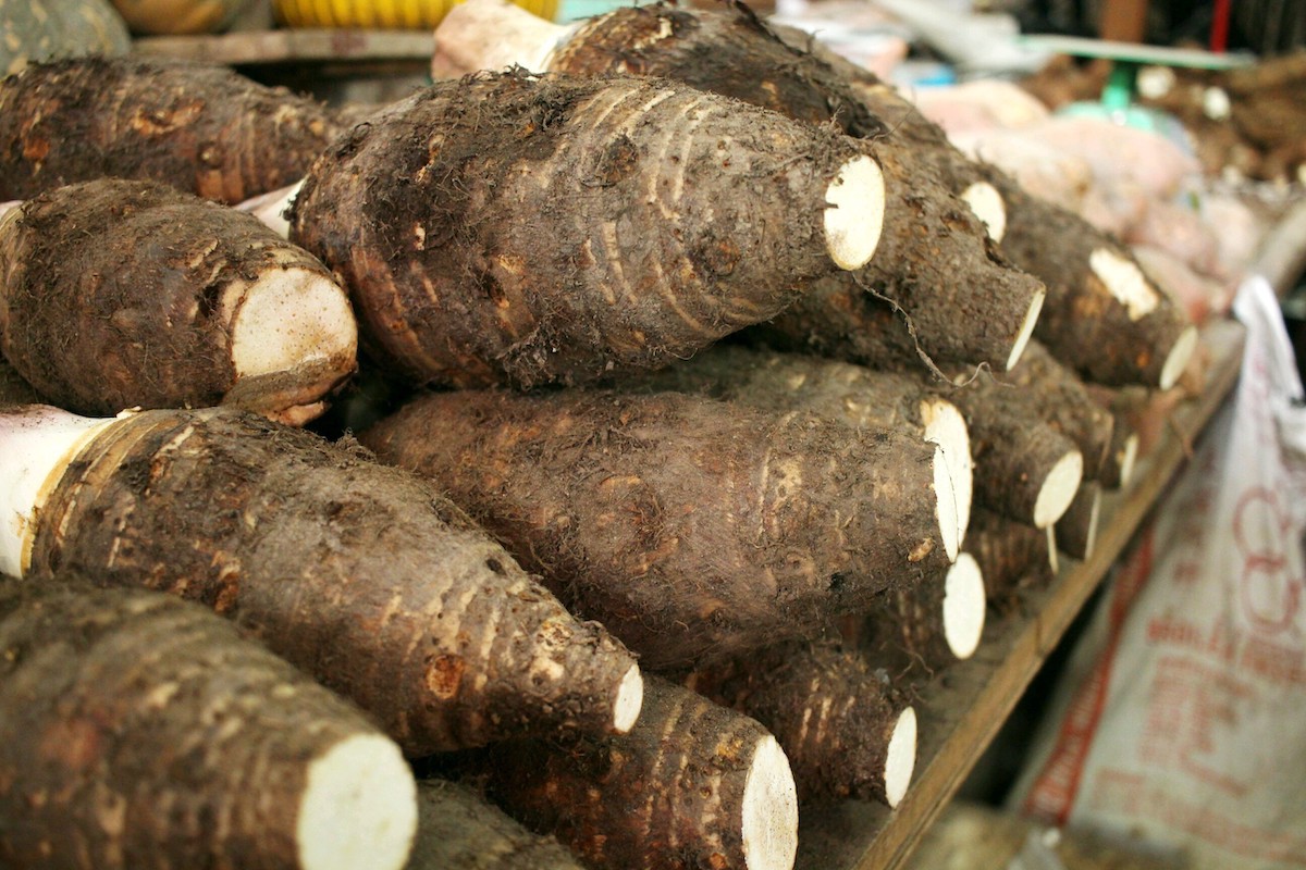 Togo : des travaux pour améliorer la productivité dans les filières plantes à racines et tubercules