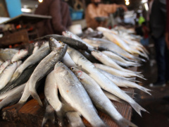 Togo: More than 1,324 tons fishes obtained between January and May 2021