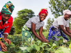 An inter-municipal association to manage the agro-pastoral infrastructures in the Plateaux region