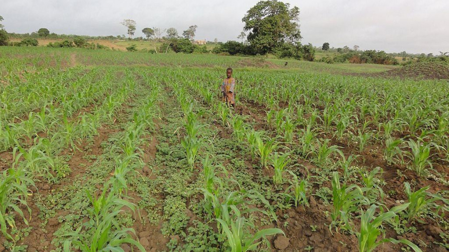 Panorama De L Agriculture Au Togo Aujourd Hui Et Demain Togo First