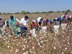 Cotton: Togo launches new commercialization campaign