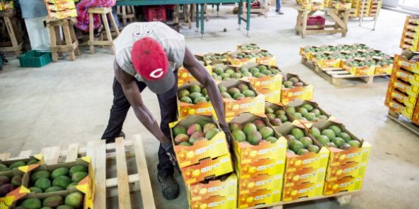 Le Togo, 2ème exportateur africain de produits bio vers l&#039;Union Européenne