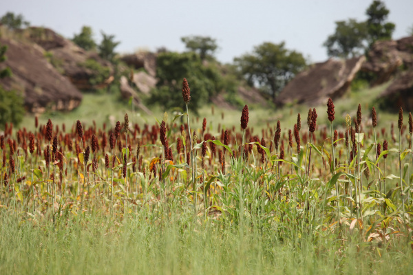 Togo: A 2024 Review of Agriculture