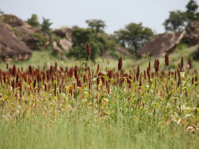 togo-a-2024-review-of-agriculture