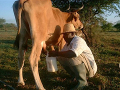 Togo to open by September 2019 a school-farm in order to develop its own dairy sector