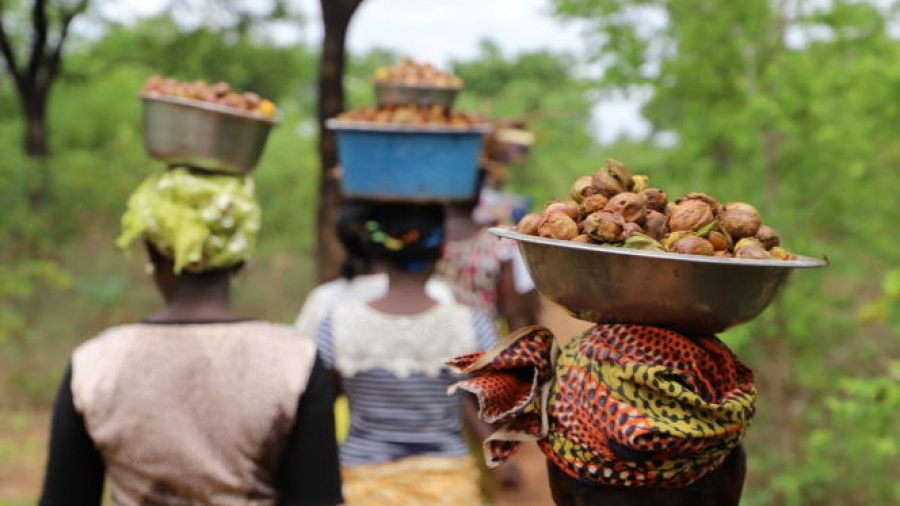 Karité : 1,4 million $ pour appuyer les collectrices au Togo et au Burkina Faso