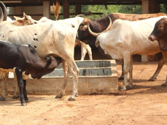 Togo : head of husbandry calls for more entrepreneurial initiatives for greater output