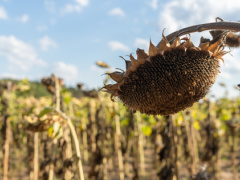 AfDB blames climate change for agriculture’s smaller contribution to Togo’s GDP