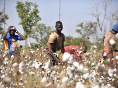 Togo: NSCT awards best cotton producers