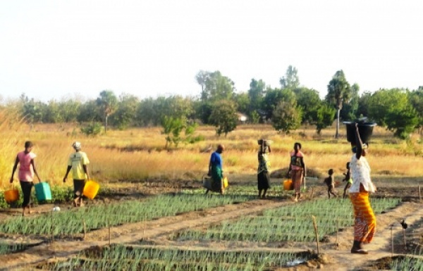 Togo: où en est le Projet d’appui au secteur agricole (PASA) ?