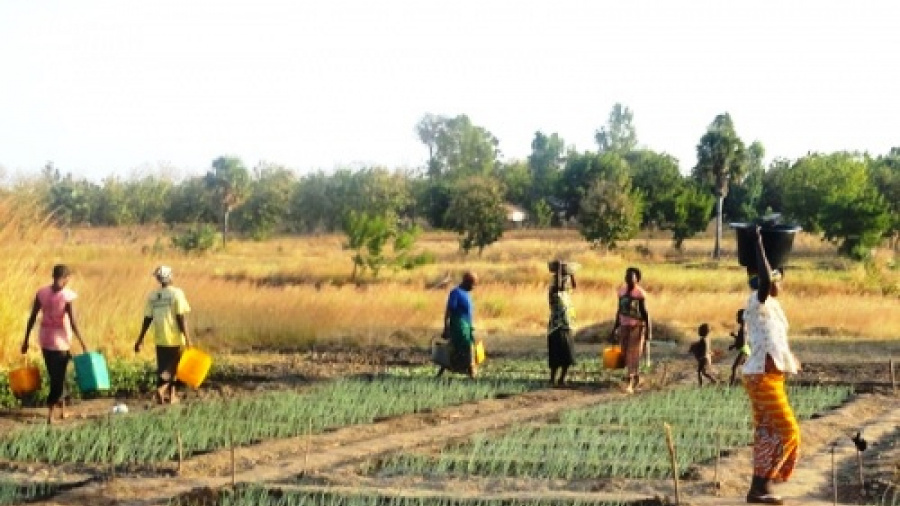 Togo: où en est le Projet d’appui au secteur agricole (PASA) ?