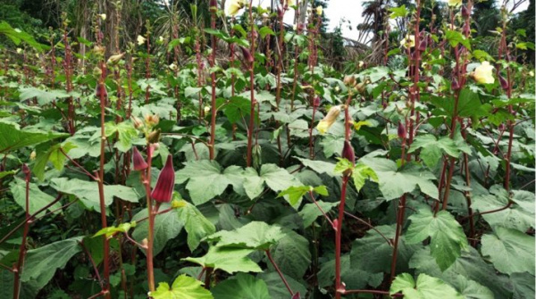 Horticulture au Togo : à Kpalimé, le PROFIT fait un focus sur le gombo, piment et manioc