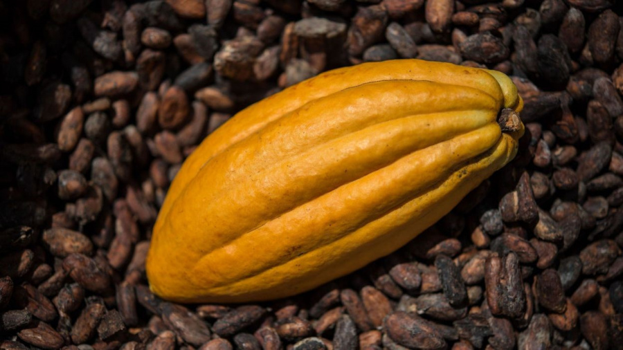 Togo : légère hausse des prix du café et du cacao