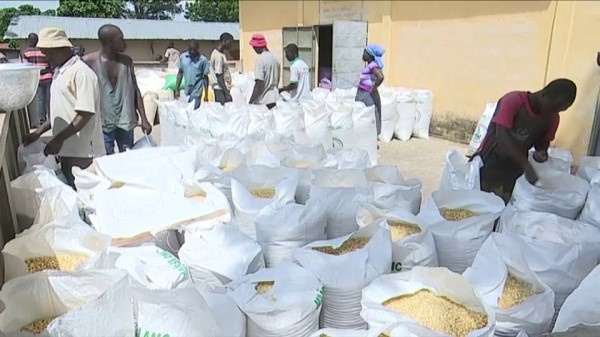 Sécurité alimentaire : l’ANSAT lance une campagne d’achat de céréales