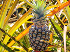 Togo: EU-backed project, PROCAT, produces significant results in the pineapple sector