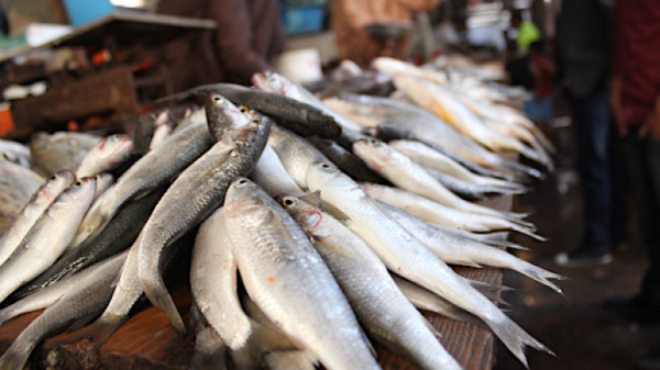 Togo : une stratégie nationale pour un développement durable de la pêche et de l&#039;aquaculture