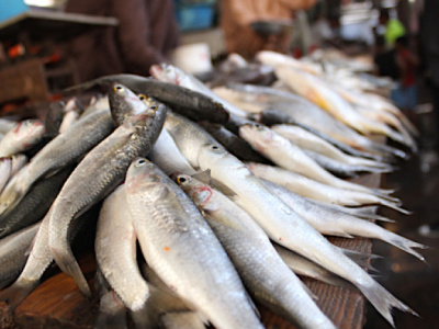 togo-une-strategie-nationale-pour-un-developpement-durable-de-la-peche-et-de-l-aquaculture