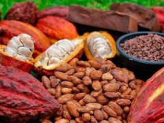 ICAT to supply farmers with over a million cocoa and coffee seedlings in the new season