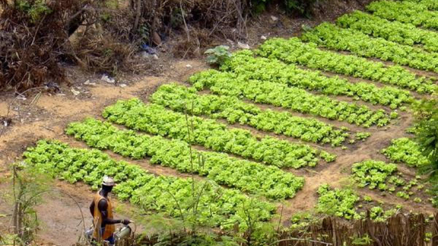 Togo : la coopération allemande donne un coup de pouce à la culture maraîchère à hauteur de 15 millions FCFA