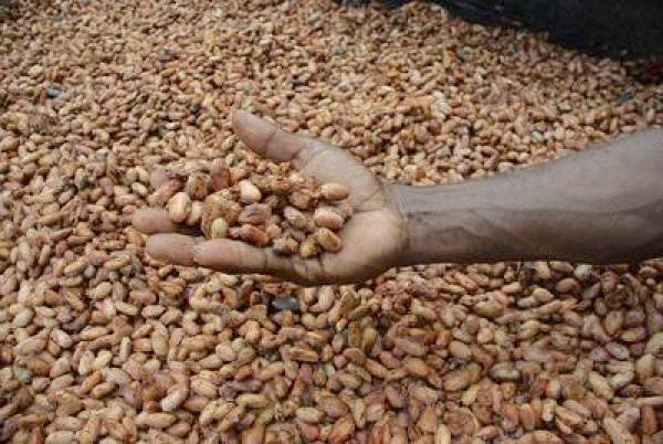 Togo: From 2014 to 2017, PASA helped establish 45,000 ha of additional coffee and cocoa plantations