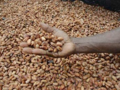 Togo: From 2014 to 2017, PASA helped establish 45,000 ha of additional coffee and cocoa plantations