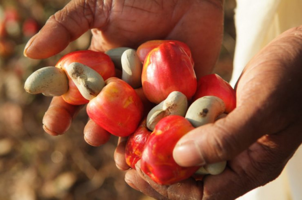 Togo: RJA offers 7,000 seedlings to cashew farmers, in Kara