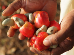 Togo: RJA offers 7,000 seedlings to cashew farmers, in Kara