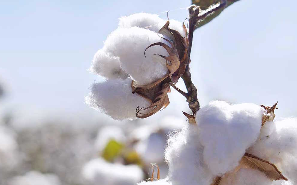 Le projet Coton 4 + Togo a formé plus de 500 producteurs de coton