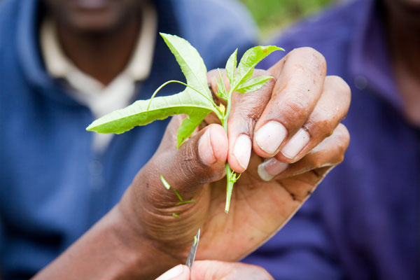 L’Institut des Métiers de l’Agriculture de Kara se positionne pour la formation en agrobusiness au Togo