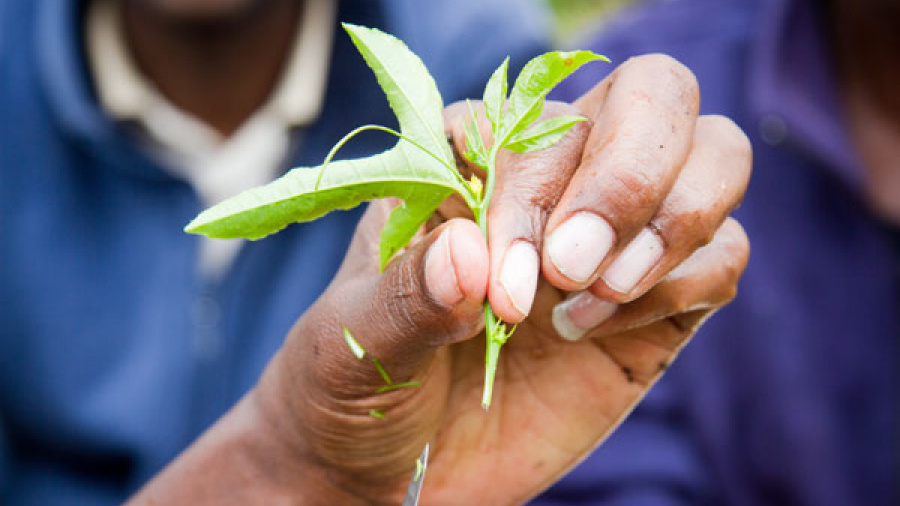 L’Institut des Métiers de l’Agriculture de Kara se positionne pour la formation en agrobusiness au Togo