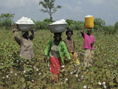 Togo: Cotton Output Dipped Again in Recent Season