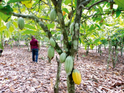 togo-tackles-fraudulent-coffee-cocoa-exports-with-new-solutions