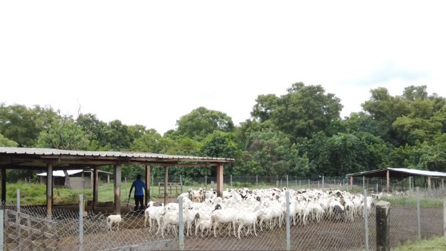 Au Togo, le Crash à l’avant-poste de la filière ovins-caprins