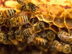 Bee Farming: Honey and wax output grew significantly in 2018-2019