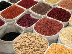 Togo: 6,500 tons of seeds to be distributed in the 2020-2021 agricultural season