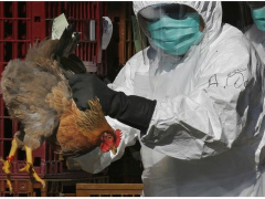 Togo adopts new plan to fight avian flu