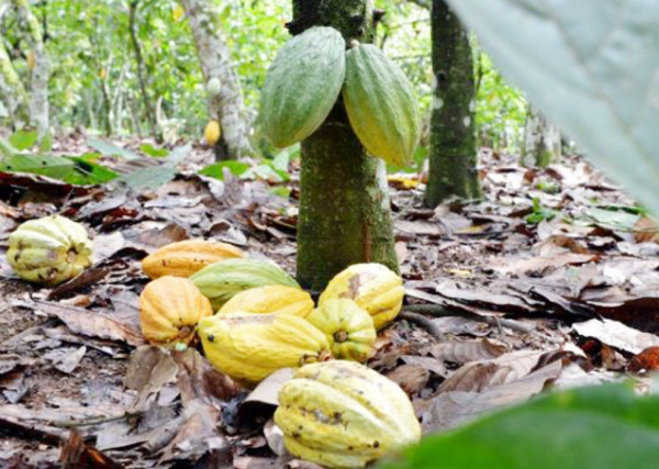 Togo : 22 milliards FCFA à mobiliser pour relancer les filières café et cacao