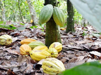 togo-des-plans-de-developpement-des-filieres-cafe-et-cacao-a-22-milliards-fcfa