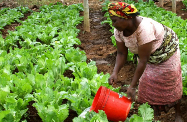 Togo : Un nouveau mécanisme pour améliorer la gestion des plaintes agricoles