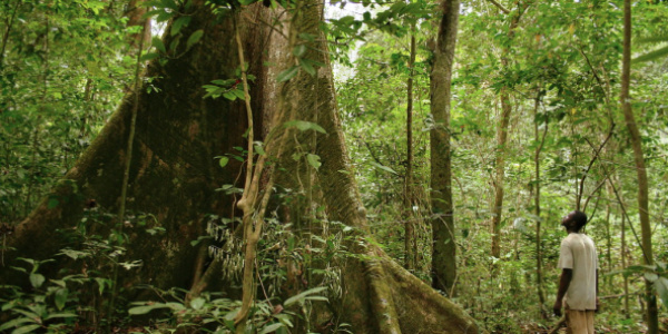 Togo set to restore 35,000 hectares of forest lands in 2020