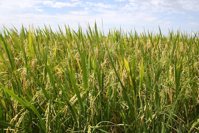 Agropole de Kara : l’Aprodat veut se doter de normes des denrées alimentaires et des produits agricoles