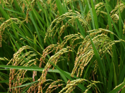 togo-ecowas-backed-rice-project-ricowas-begins
