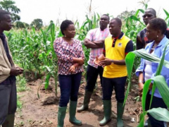 Togo pumps $1M into insurance products for local farmers