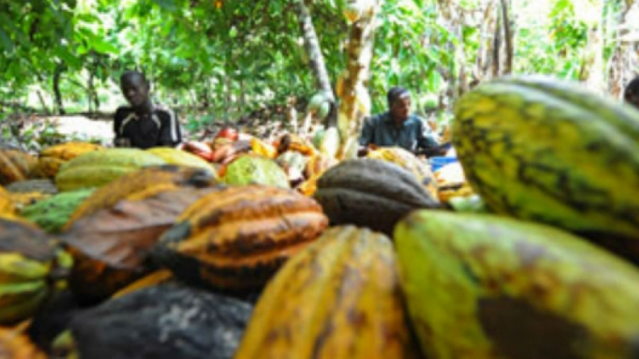 Togo : les acteurs de la filière café-cacao appelés à s&#039;enregistrer pour la campagne 2020-2021