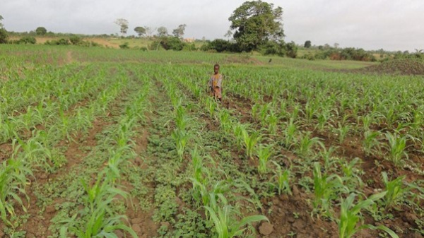 Agriculture, Environment: Togo Secures $5.7M from South Korea