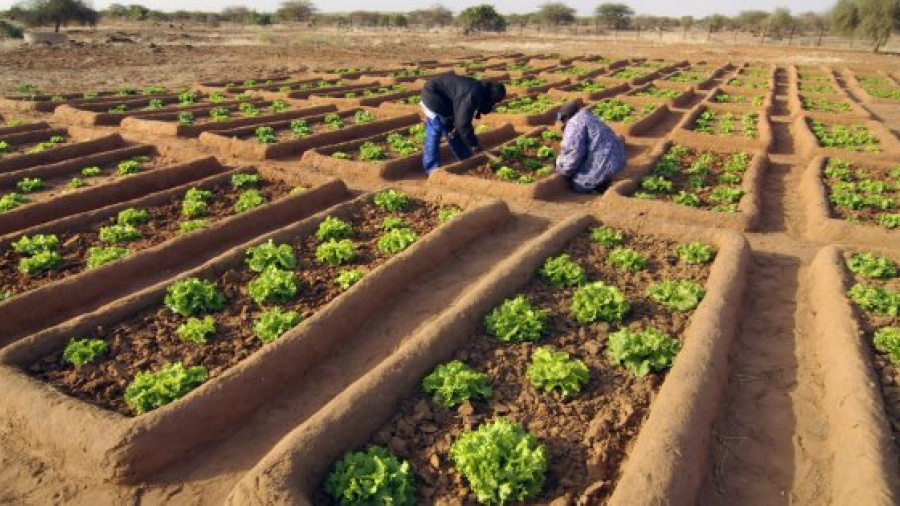 Transition agro-écologique: l’ARAA-CEDEAO subventionne 15 projets dont les coûts varient entre 240 474 et 305 000 euros