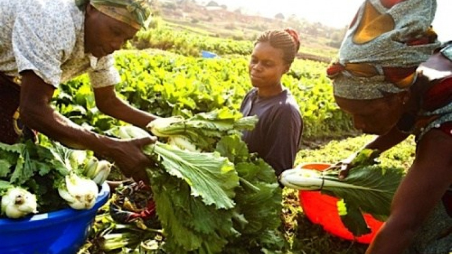 L&#039;Agence de promotion et de développement des agropoles au Togo va être bientôt opérationnelle